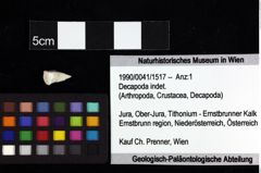 Foto (Objket + Etiketten) von Ambulocapsa altilis (Robins, Feldmann & Schweitzer, 2013) 